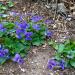 Perene: Viola sororia , slika2